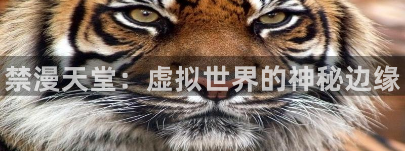 age动漫：禁漫天堂：虚拟世界的神秘边缘